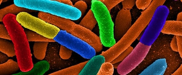 Une bactérie à l'eau bénite