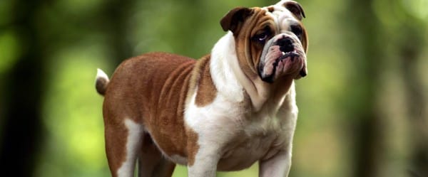 À quoi pense le chien?