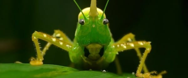 L'insecte météorologue