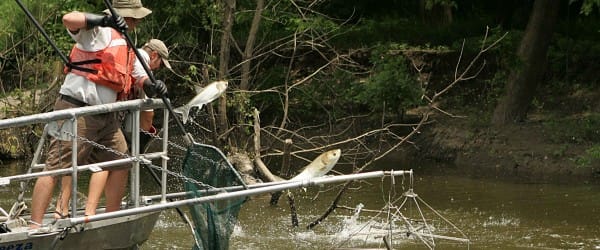 La carpe asiatique envahit les Grands Lacs