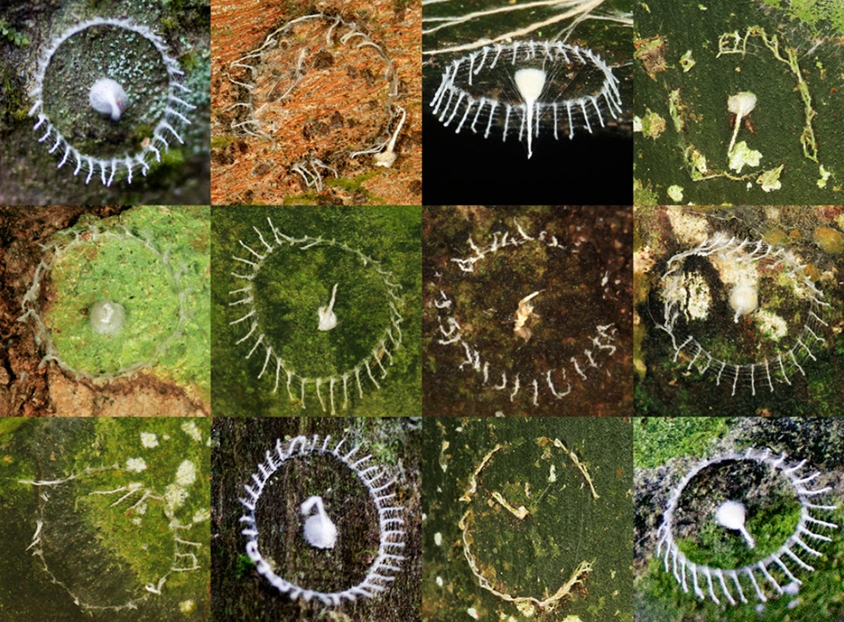 Le Stonehenge de l'Amazonie