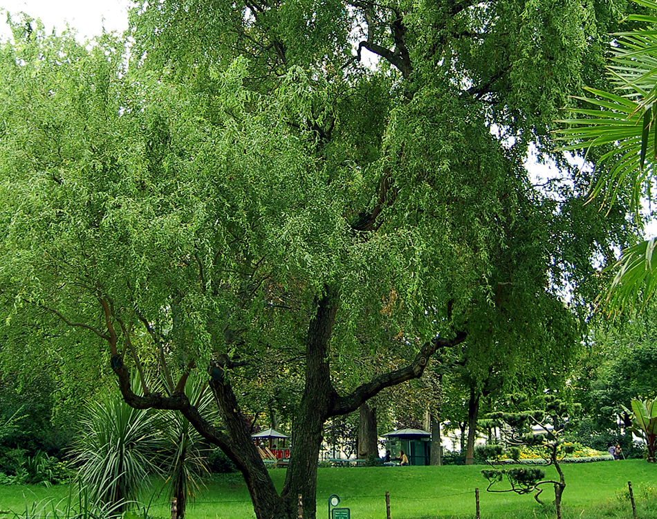 Des plantes qui décontaminent Des plantes qui décontaminent