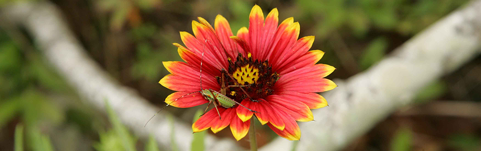 Êtes-vous contrôlé par un parasite?