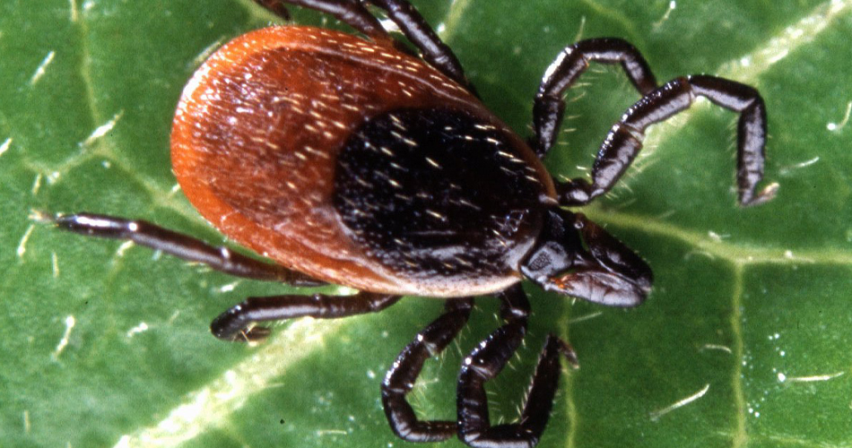 La maladie de Lyme au Canada