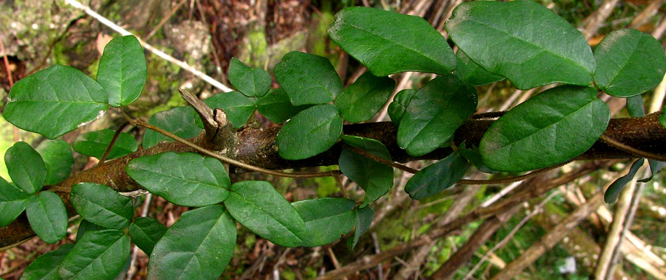 La plante-caméléon