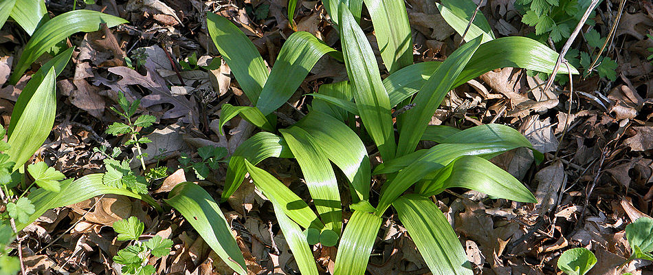 Le sauvetage de l'ail des bois