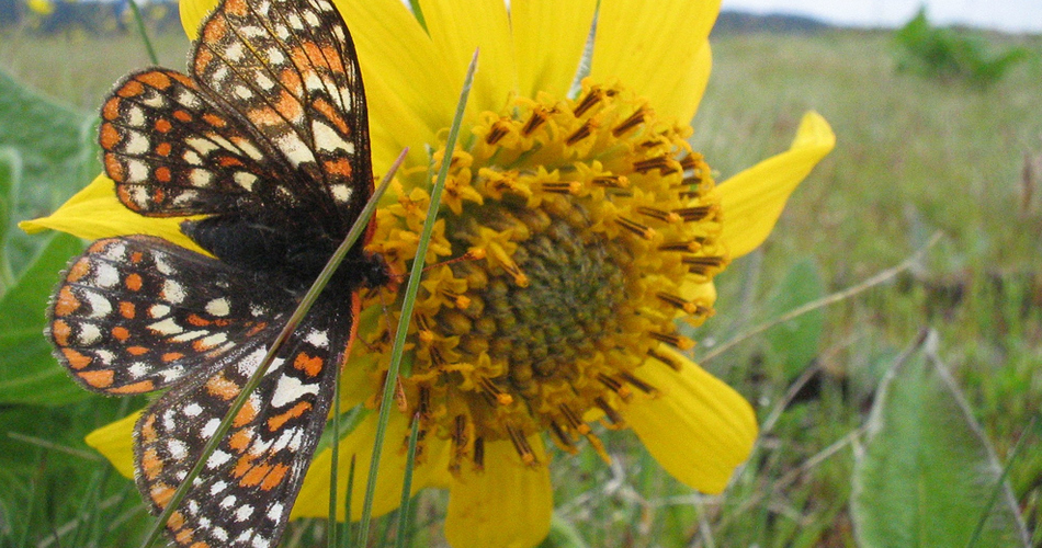 Le papillon malléable
