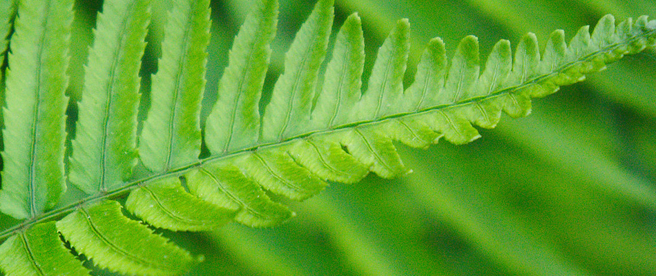 La fougère lumineuse La fougère lumineuse