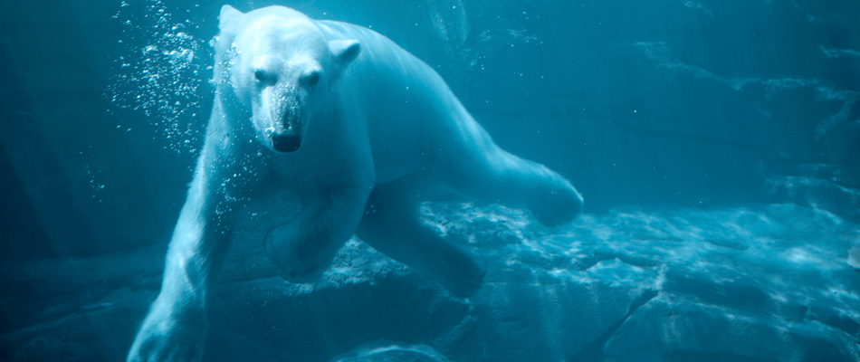 L'ours polaire a bon coeur 