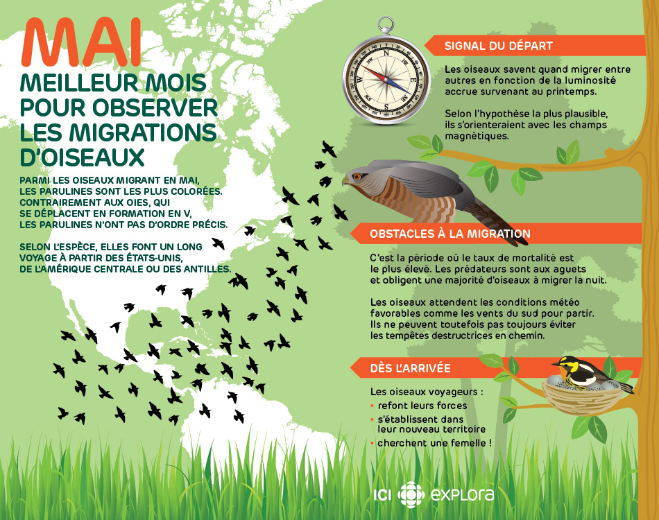 Les oiseaux voyagent au mois de mai
