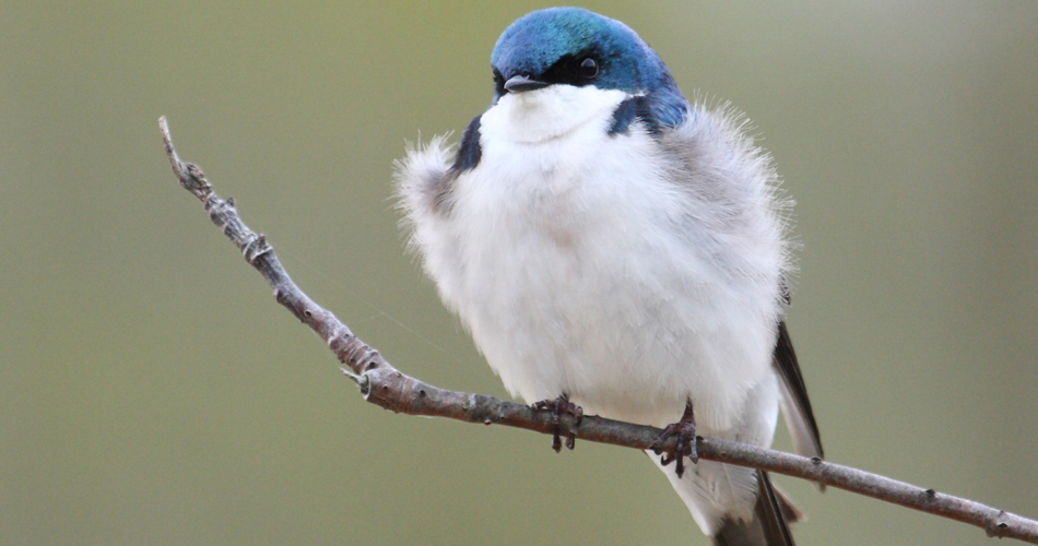 L'hirondelle perd des plumes