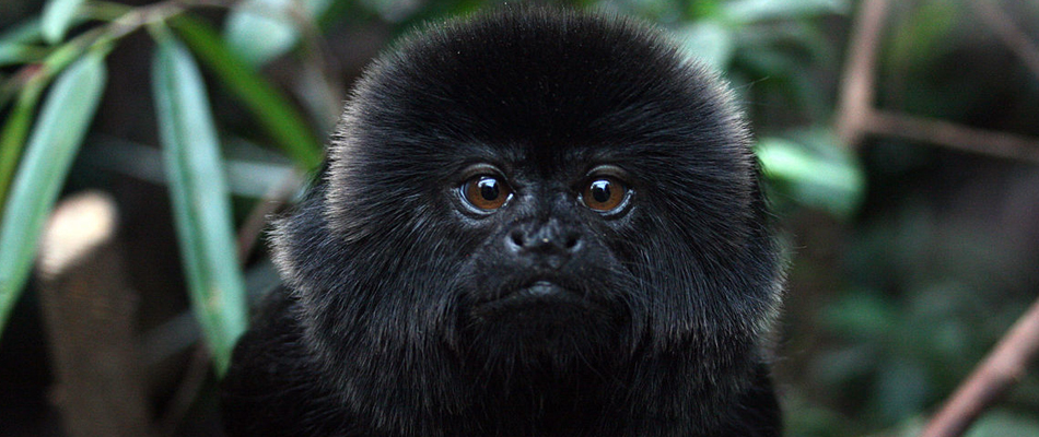 Ouistiti et fausses couches Ouistiti et fausses couches