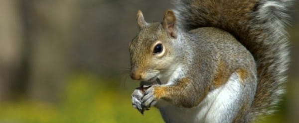 La fleur de 30 000 ans La fleur de 30 000 ans
