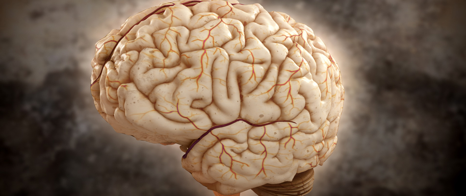 Cerveau à rabais Cerveau à rabais
