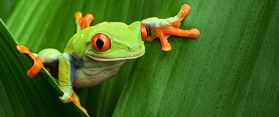 La grenouille qui veut se faire aussi grosse que le tuyau