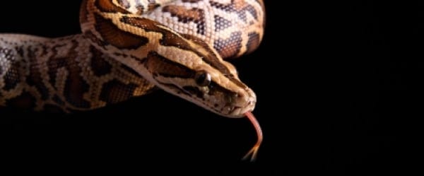 Les serpents constricteurs, un fléau en Floride