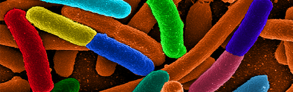 Extinction de masse : les microbes contre-attaquent