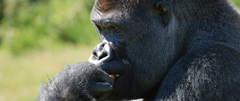 Sauvetages de gorilles