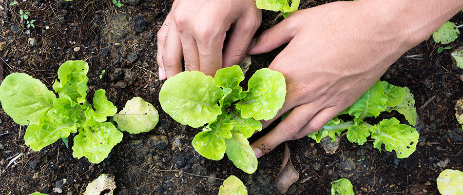 L'ABC de la permaculture