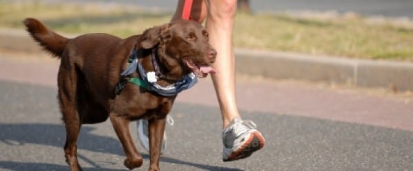 Travailler avec son chien