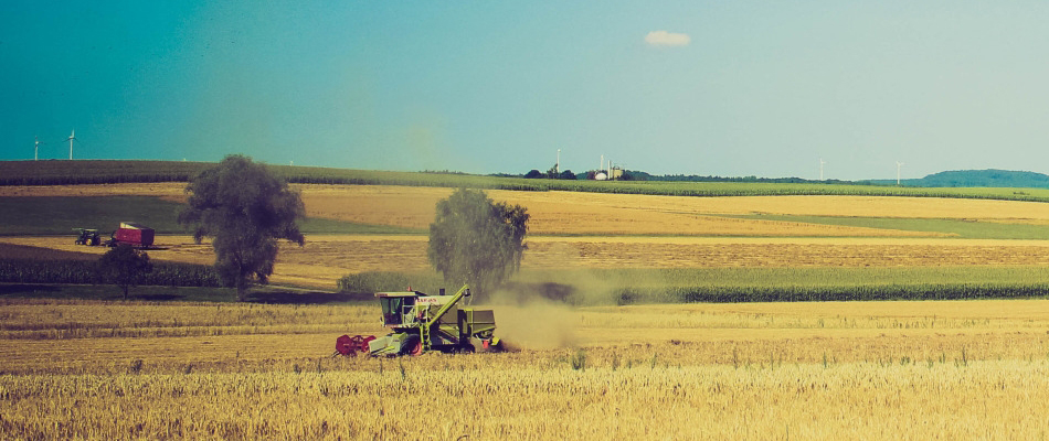 Le pesticide qui tue les abeilles... et le reste