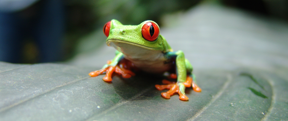Déclin des grenouilles : une bonne nouvelle? Déclin des grenouilles : une bonne nouvelle?