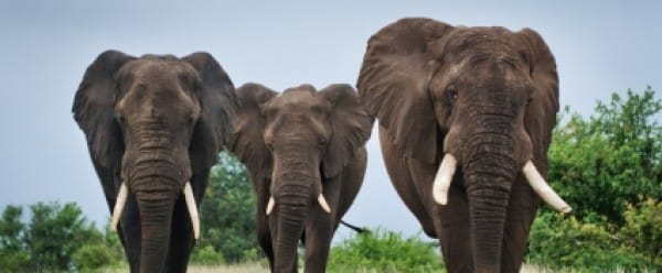 Un immense parc africain