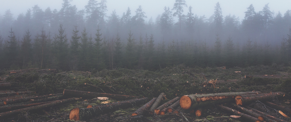 Pour lutter contre Ebola, sauvez les forêts Pour lutter contre Ebola, sauvez les forêts
