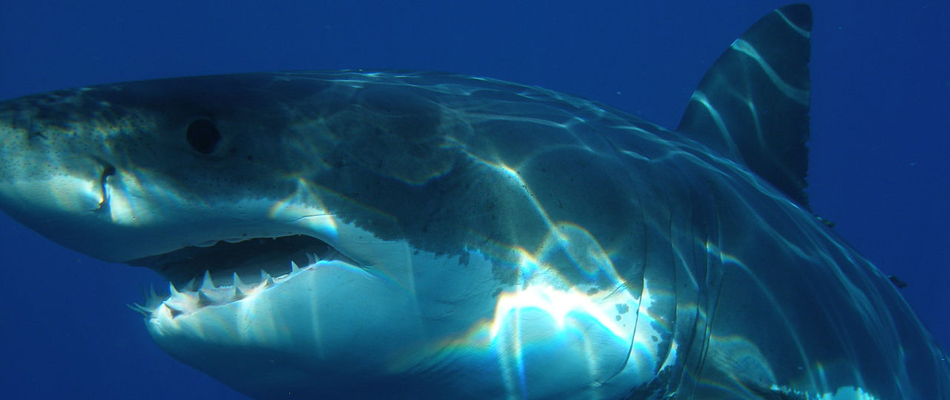 Qui a peur du grand requin blanc?