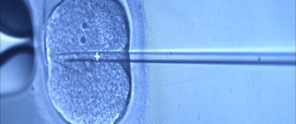 3 ADN et un couffin 3 ADN et un couffin