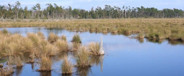 50 ans pour sauver la Louisiane
