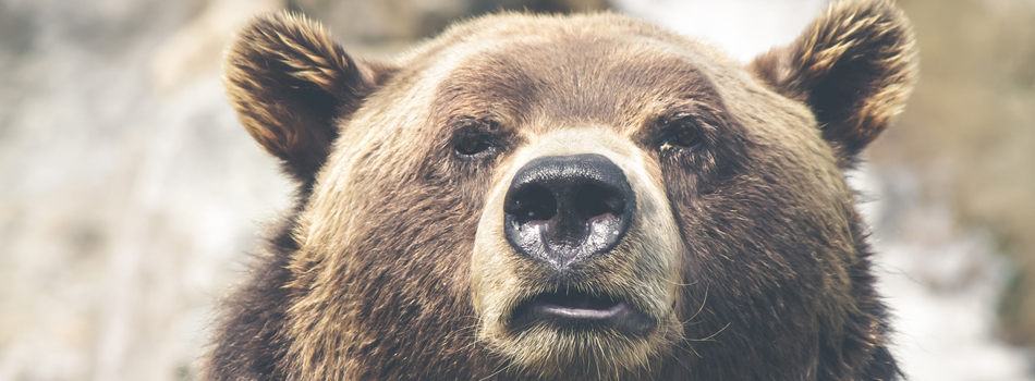 Les grizzlis ne craignent pas le diabète Les grizzlis ne craignent pas le diabète