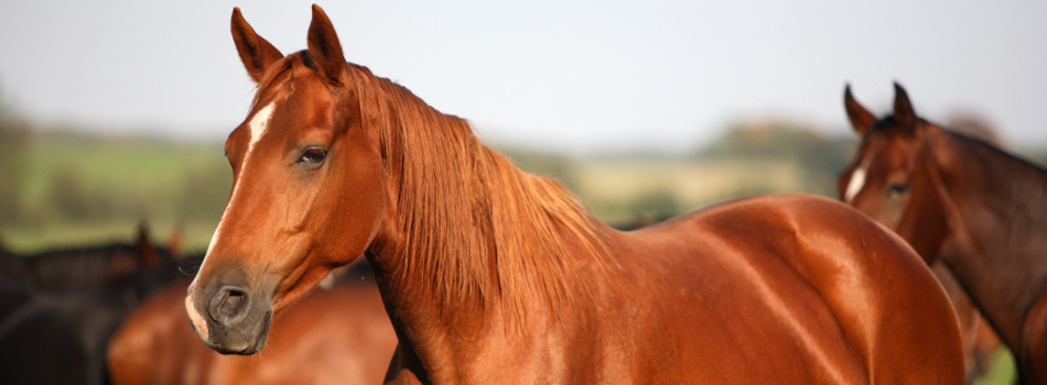 Cavalier ou cavalière? Le cheval s'en fiche!