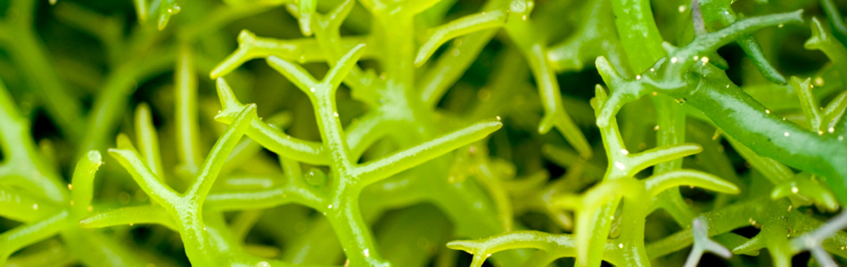 Algues attaquent! Algues attaquent!