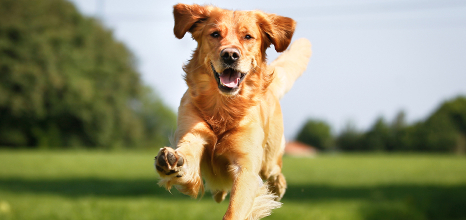 Votre chien au gym