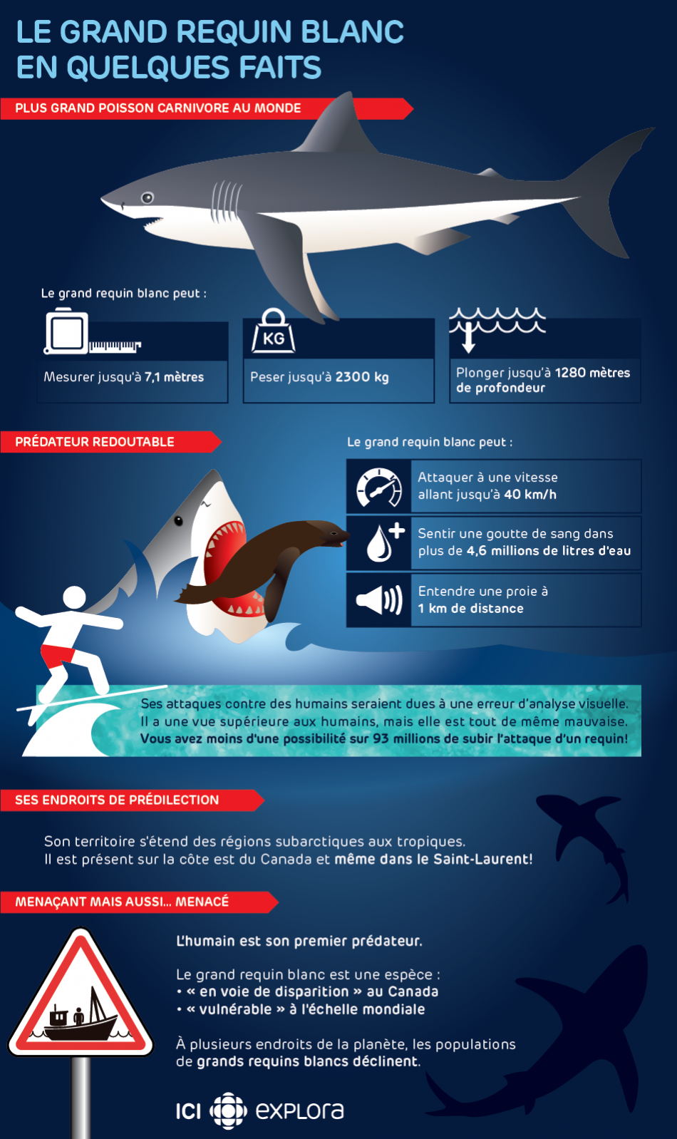 Le grand requin blanc : célèbre mais menacé Le grand requin blanc : célèbre mais menacé