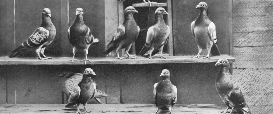 La mort du pigeon voyageur