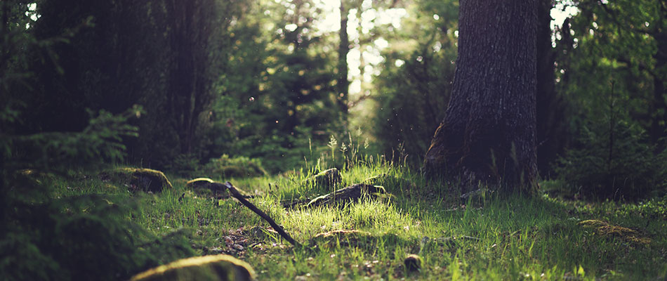 Déménager les arbres pour la bonne cause
