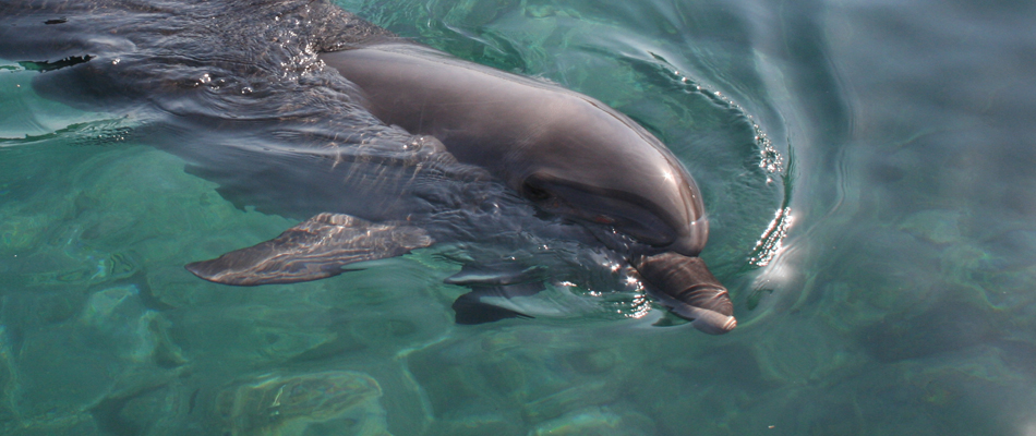 Préjugé trop favorable pour le dauphin