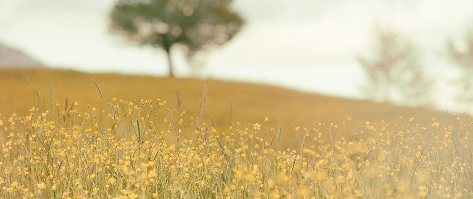 Vivre écolo à la campagne