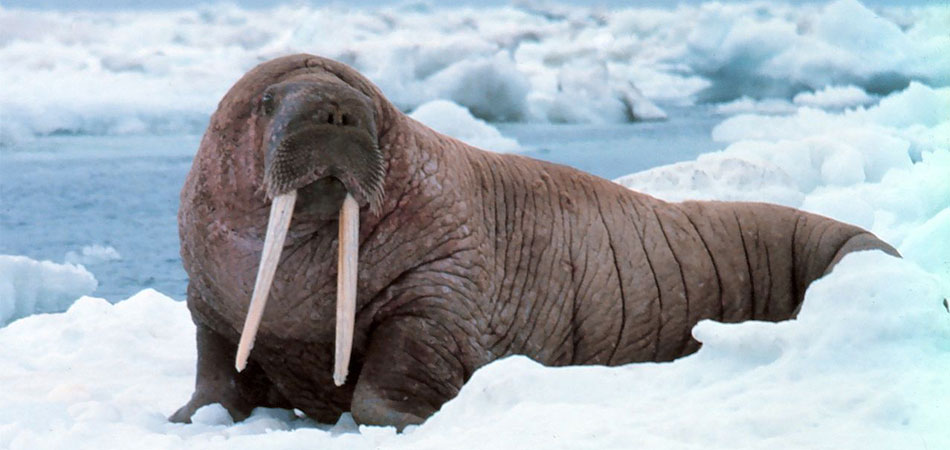 La complainte du morse en Alaska