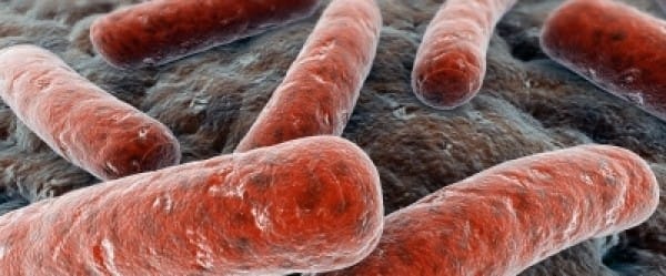 Résistante aux antibiotiques depuis des millions d'années