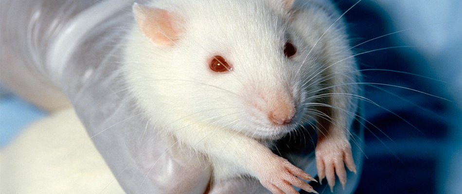 Au menu : 18 nouveaux virus de rats