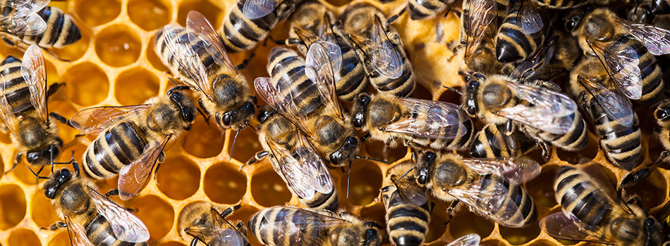 RIDM : coups de coeur d'ICI EXPLORA