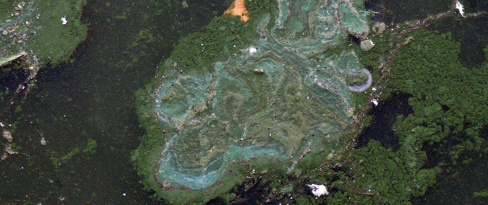 Grands Lacs : les algues ont de l'avenir Grands Lacs : les algues ont de l'avenir