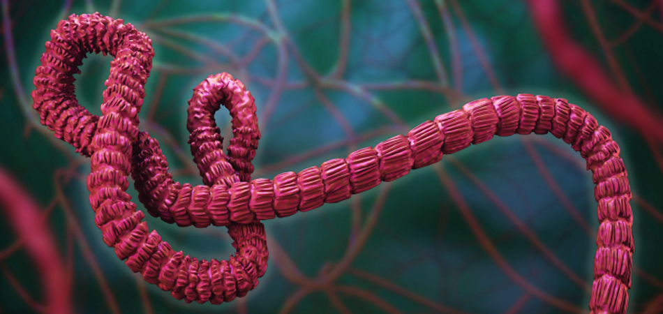 Vaccins contre Ebola : où en est-on? 