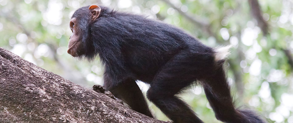 Évolution : le sillon manquant