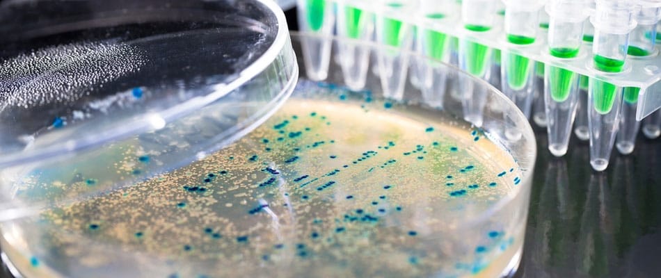 La mutinerie des microbes