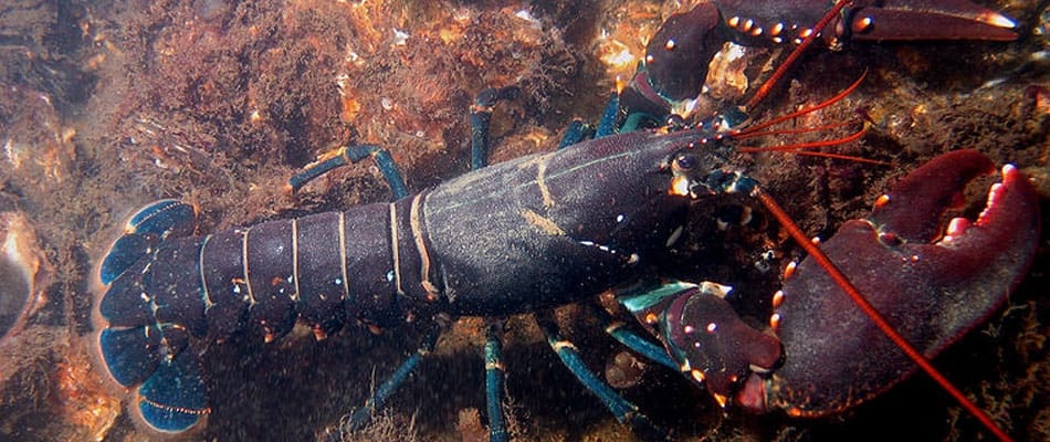 Homards acides Homards acides