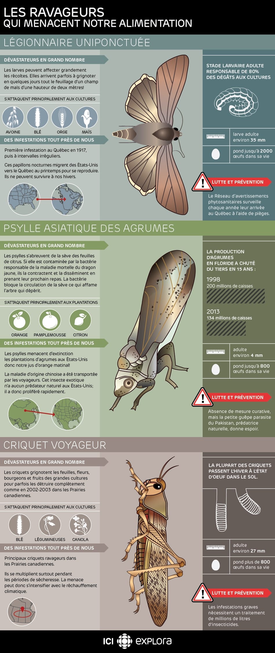 Les ravageurs qui menacent notre alimentation